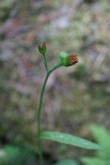 Tephroseris porphyrantha