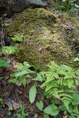 Tephroseris porphyrantha