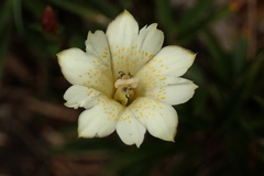 Gentiana scabrida