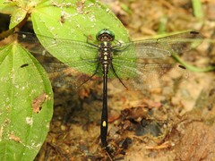 Atoconeura luxata
