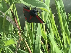 Tyria jacobaeae