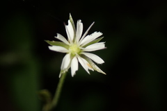 Stellaria vestita