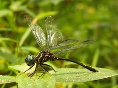 Atoconeura luxata