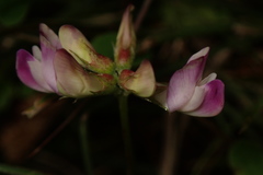 Astragalus nokoensis
