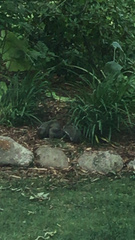 Sciurus carolinensis