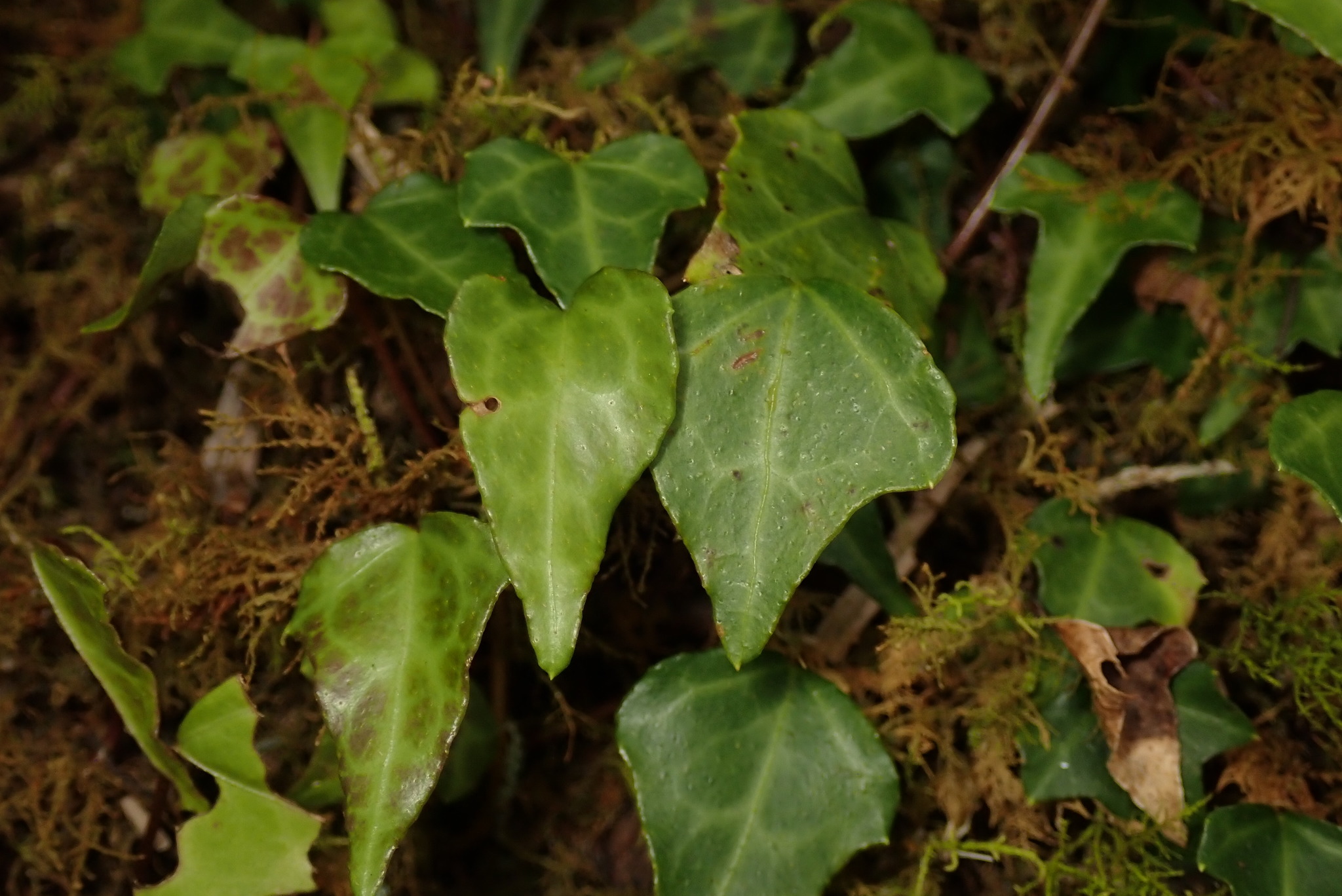 Japanese Ivy (Hedera rhombea)  iNaturalist