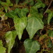 Japanese Ivy - Photo (c) Liu JimFood, some rights reserved (CC BY-NC), uploaded by Liu JimFood