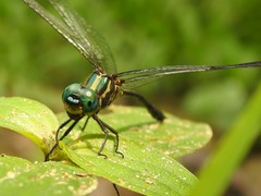 Atoconeura luxata
