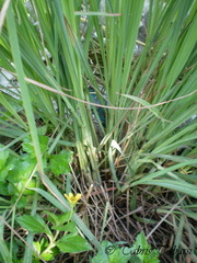 Cymbopogon nardus