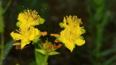 Hypericum sphaerocarpum