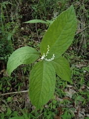 Chloranthus serratus