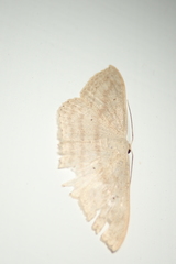 Idaea trisetata