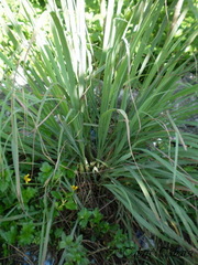 Cymbopogon nardus