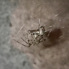 Parasteatoda tepidariorum