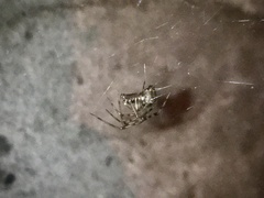 Parasteatoda tepidariorum