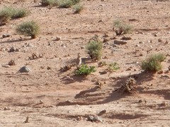 Eremophila bilopha