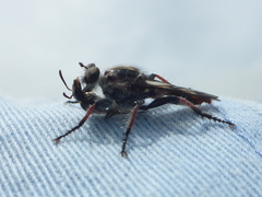 Andrenosomatini
