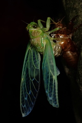Tanna infuscata