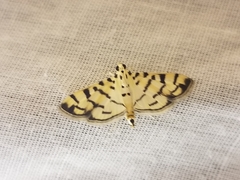 Dichocrocis sabatalis