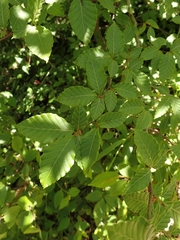 Fagus crenata