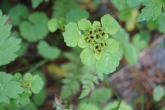 Chrysosplenium serreanum