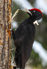 Black Woodpecker photo 6