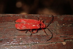 Erotinae