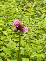 Cirsium rivulare