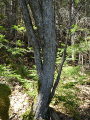 Ostrya virginiana image