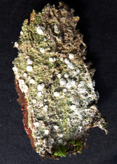 Pertusaria leucosorodes