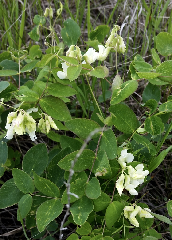 pale vetchling