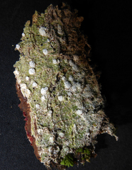 Pertusaria leucosorodes