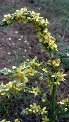 Verbascum lychnitis