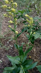 Verbascum lychnitis