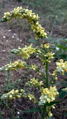Verbascum lychnitis