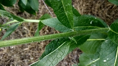 Verbascum lychnitis