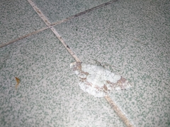 Pingasa ruginaria pacifica