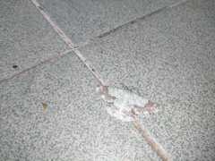 Pingasa ruginaria pacifica