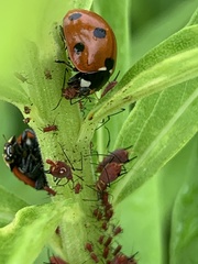 Uroleucon nigrotuberculatum