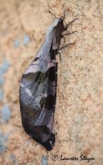 Lachlathetes moestus