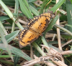 Byblia anvatara acheloia
