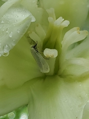 Tegeticula yuccasella