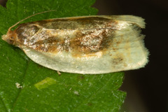 Clepsis melaleucanus