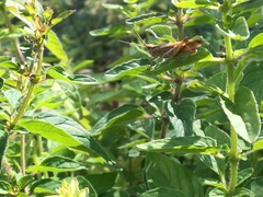 Chorthippus brunneus