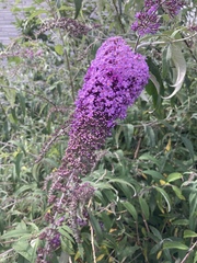 Buddleja davidii