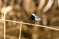Motacilla alba