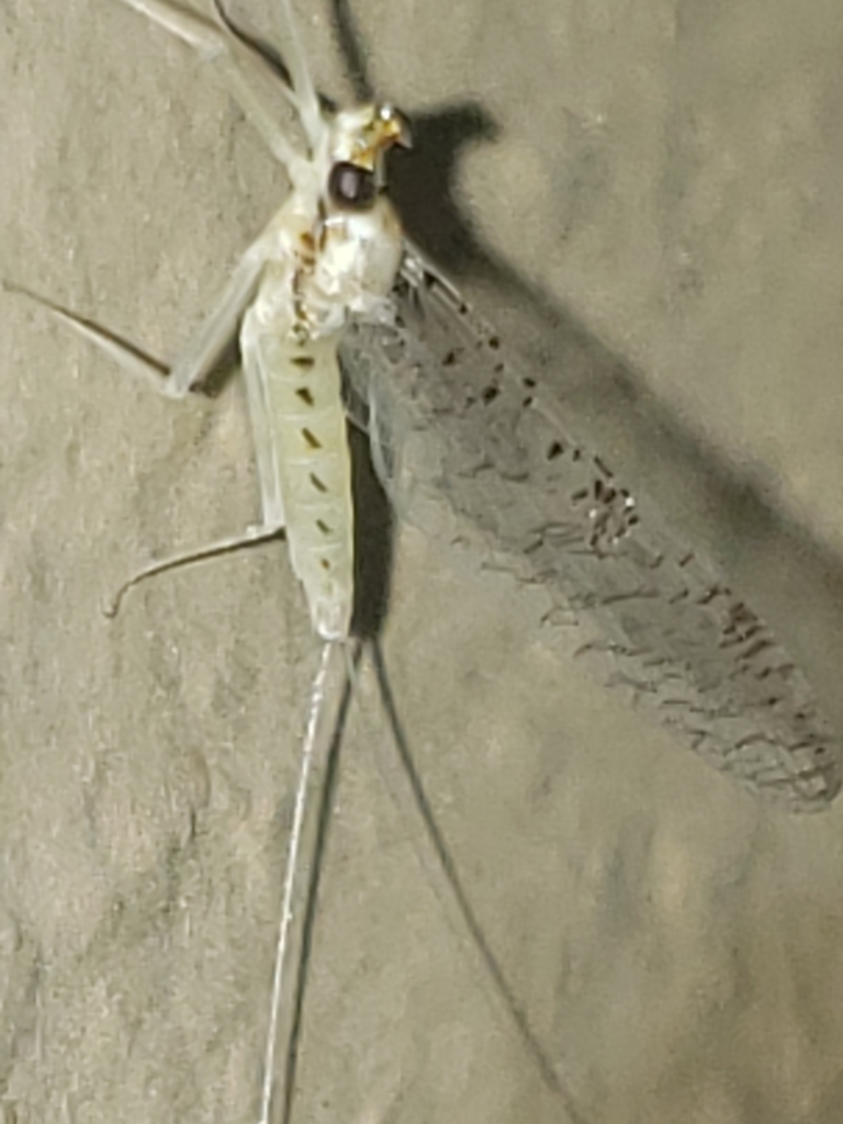 Leucrocuta hebe