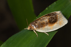 Clepsis melaleucanus