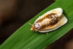 Clepsis melaleucanus