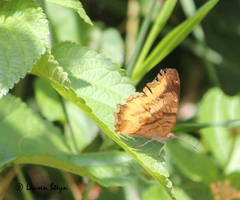 Eurytela dryope angulata